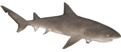 Lemon Shark